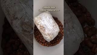 ЭТО НАДО ЗНАТЬ!!! Как вырастить Ежевик гребенчатый В ДОМАШНИХ УСЛОВИЯХ.
