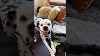 Did it work?! #dogs