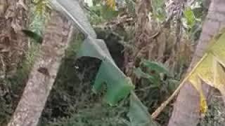 Ngintip pelajar mesum di kebun tebu