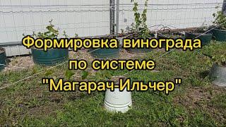 формируем виноград по системе "МАГАРАЧ - ИЛЬЧЕР" ( лето 2023г.)