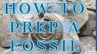 Fossil Preparation How to clean a fossil