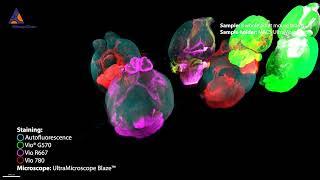 Eight adult mouse brains imaged with UltraMicroscope Blaze™ and MACS® UltraMount 8 Sample Holder