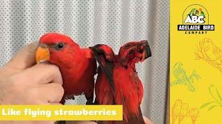 Buru Red Lorikeets | Adelaide Bird Co