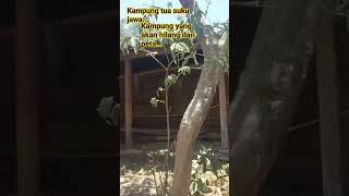 Kampung kuno suku jawa #shortvideo #shorts #indonesia #viral