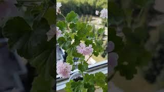 Пеларгония Saga #flowers #plants #pelargonium #герань #balconygarden