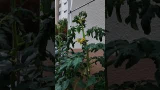 아파트 경비실 앞 작은 텃밭 방울토마토 가지 고추