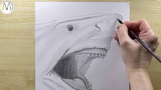 Как нарисовать АКУЛУ / Shark drawing