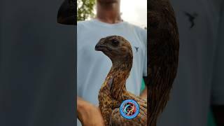 black skin #black aye#bhupesh aseel #shortsvideo #shortsviral #viralshorts