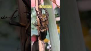 "most expensive Stagma Beetle Beauty  | Nature’s Hidden Gem in Stunning Detail!"