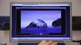 Firefox: Video Encoding