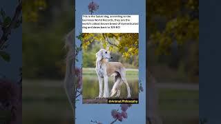 Do you know that Saluki Dogs hold a Guinness World Record?