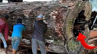 valuable discovery in hollow wood || sawmill