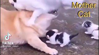 Mother Cat Attack Dog