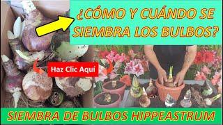 ¿CÓMO Y CUÁNDO SEMBRAR LOS BULBOS DE HIPPEASTRUM Amaryllis?