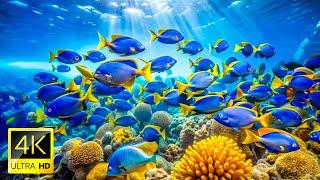 The Best Beautiful Aquarium for Relaxation  Relaxing Ocean Scenery - Dream Meditation