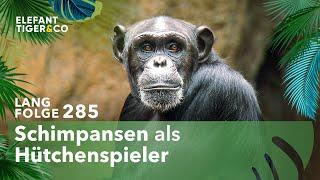 Knobelstunde im Pongoland (Langfolge 285) | Elefant, Tiger & Co. | ARD