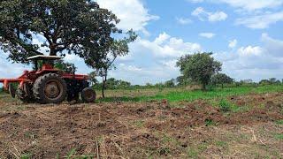 How to Prepare Your Farm Land in Uganda | Ox Plough or Tractor?