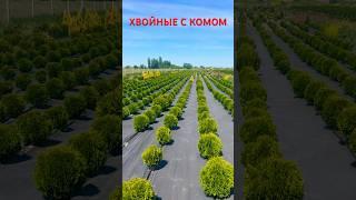 ХВОЙНЫЕ С КОМОМ ЗЕМЛИ ДЛЯ ОЗЕЛЕНЕНИЯ-ТУИ, МОЖЕВЕЛЬНИКИ, СОСНЫ #хвойные #питомникрастений #саженцы