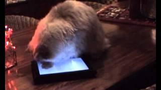 Happy new year from our cats with their Ipad