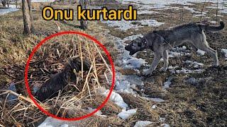 KÖPEKLER SUYA DÜŞEN KOYUNU KURTARMAM İÇİN HAVLAYARAK BENİ ÇAĞIRDILAR ~EFSANE GERÇEK OLDU