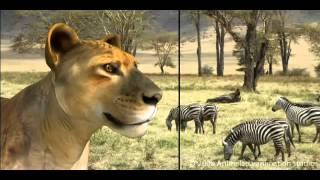 Hiperralistic lioness concept