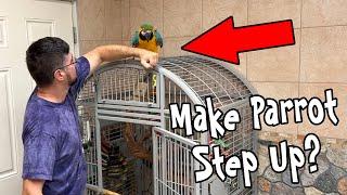 Should You Force a Parrot to Step Up?