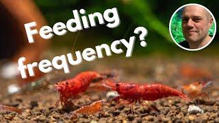 How Often Should You Feed Red Cherry Shrimp?