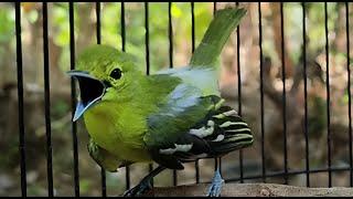 (Pancingan) Burung sirtu cipoh jantan gacor