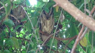 Sri Lanka Birding January 2022