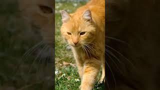 Orange Cat #music #song #lyrics #cover #cat #catlover #pop #apt