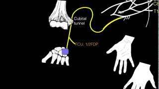 Innervation of forearm and hand muscles