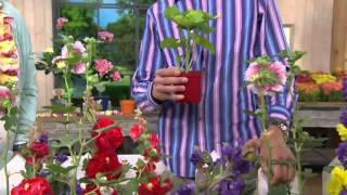 Roberta's 6-pc. Short & Sweet Celebrities Series Hollyhock on QVC