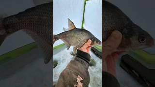 Рыбалка в феврале р.Десна г.Троицк #рыболовтроицк #Троицк #rybolovtroick #tinao_fishing #зима #лещ