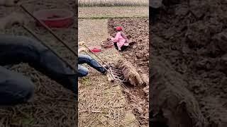 The process of digging underground vegetables with an iron rake