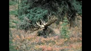 Wildlife in The White Mountain National Forest