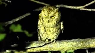 Scops owl