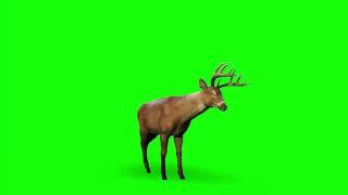 Buck green screen