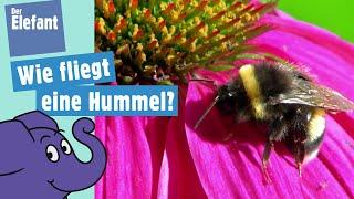 Was unterscheidet die Hummel von einer Biene und wie fliegt sie? | Der Elefant | WDR