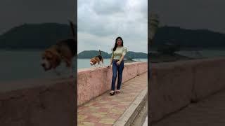 Beagle dog adventure  | Weekend trip with your pet ️ #ytshorts #shorts