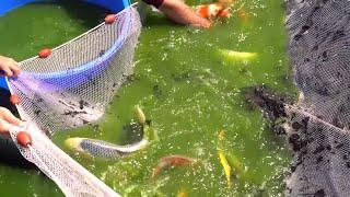 Japanese Koi Harvest *FULL with Colorful Fish