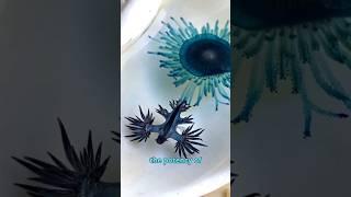 Glaucus atlanticus most dangerous sea creature #Glaucus atlanticus