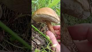 ПОДБЕРЁЗОВИК ВЕСНОЙ! Начинается наступление грибов!
