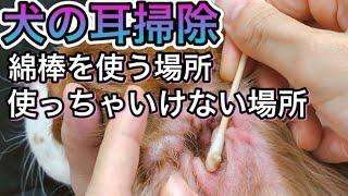 【犬の耳掃除】綿棒はどこまで使って良いのか。使わない方が良いのかについて獣医師が解説