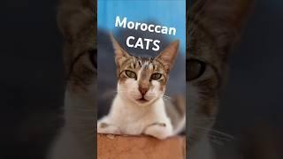 Moroccan cats! #maroko #travel #atlas #vanlife