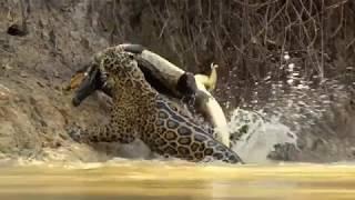 Jaguar vs croco combat à mort!!! incroyable!!