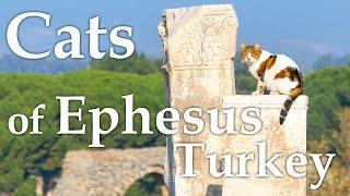 Cats of Ancient Ephesus Turkey, including Şirince Village and the Town of Kuşadası, Turkey