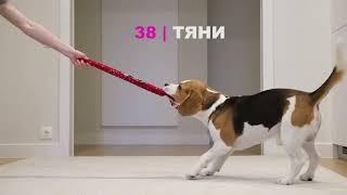 СОБАКА БИГЛЬ ВЫПОЛНЯЕТ 100 ТРЮКОВ!!! SMART BEAGLE PERFORMS 100 TRICKS!