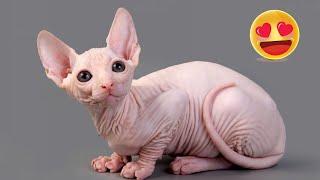 قطة Sphynx، ذات جمال فريد وشخصية جذابة