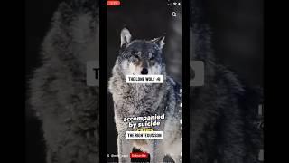 SEMEN RETENTIONREAL MEN LIVE LIFE LIKE THE WOLF | THE LONE WOLF SIGMA  #shaman #mystic #lonewolf