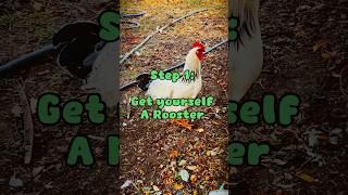 The Rooster Heard ’Round the World